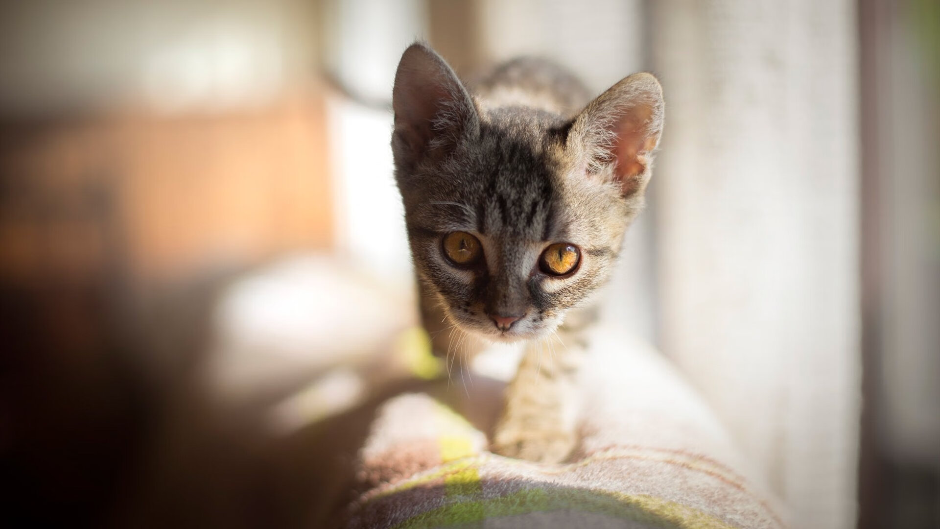 法甲VAR系统语义分析提高裁判判罚一致性研究，var技术足球