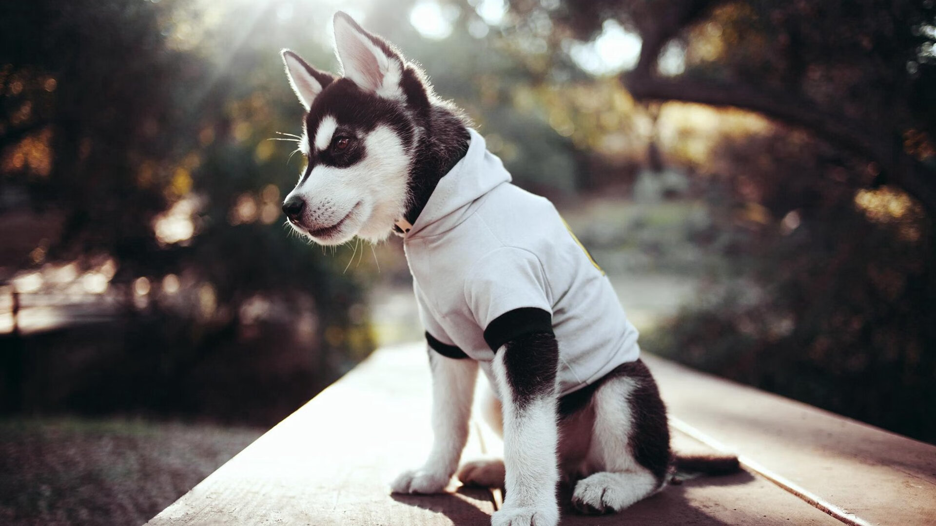 篮球专项技能训练数据分析与智能化应用开发,篮球技术分析