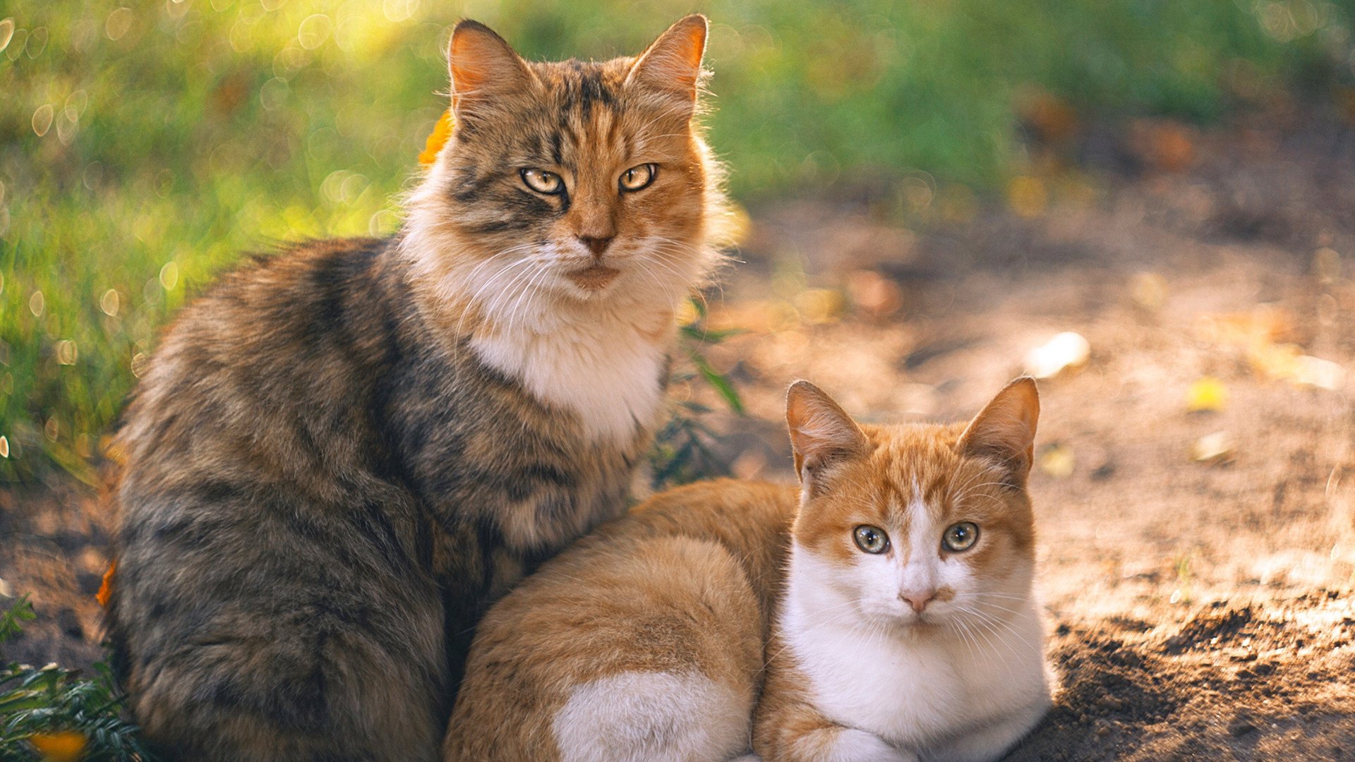 环法自行车赛落幕,法国选手夺冠,环法自行车赛落幕,法国选手夺冠了吗