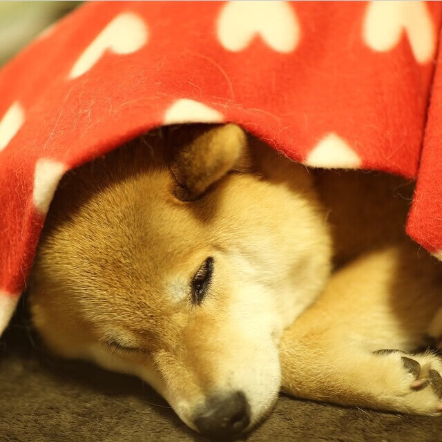 高校体育专业人才培养路径与质量保障,高校体育在人才培养中的作用包括哪些