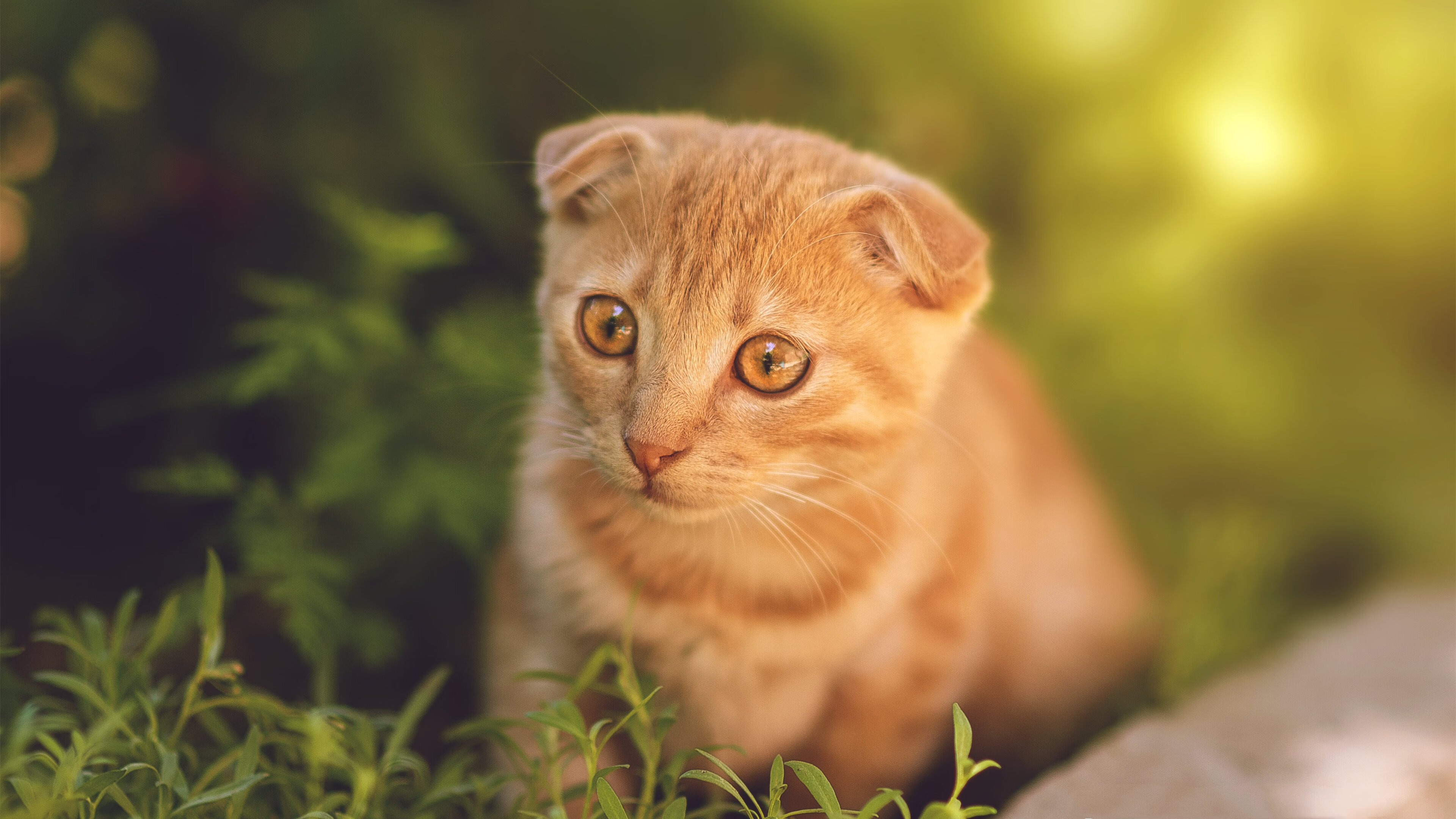 五大联赛传球成功率是否随对手防线压迫强度成反比,五大联赛用球