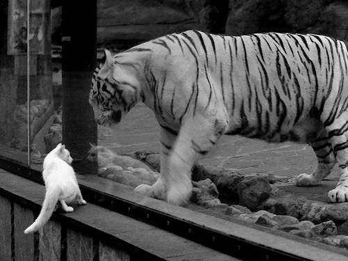 切尔西教练组寻求战术多样化突破,切尔西主教练简介